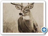 running buck